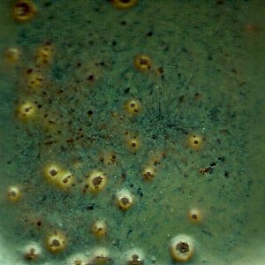 Spectrum 1146 texture swamp